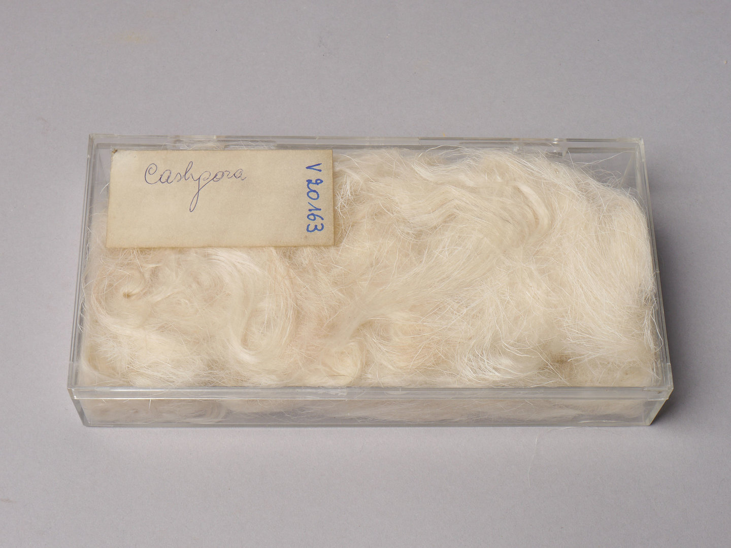 Staal van kasjgora wol